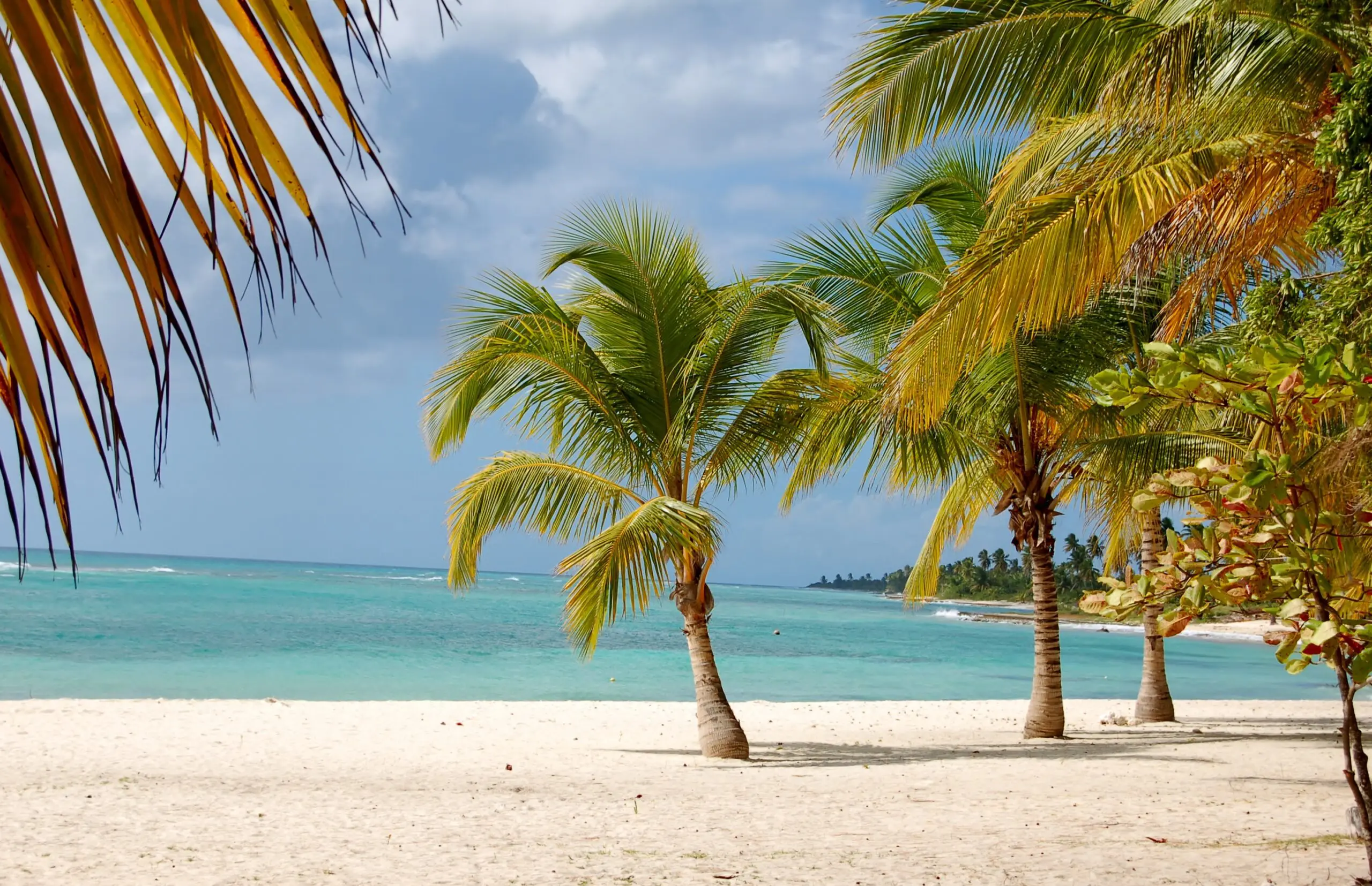 plage de saona en république dominicaine avec palmiers et eau turquoise