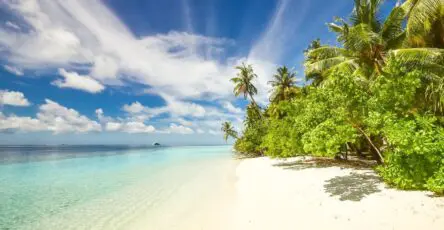 plage paradisiaque de bonaire avec sable blanc, eau turquoise et végétation tropicale