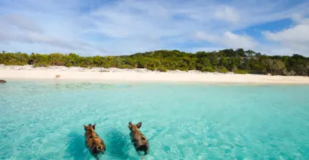 deux cochons nageant dans l'eau turquoise aux Bahamas