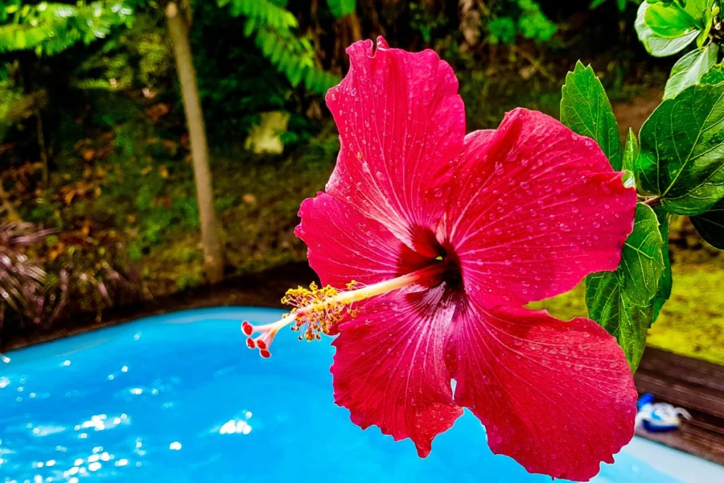Fleur martinique