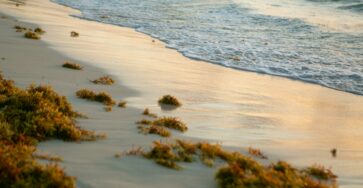 Algues sur le littoral pour illustrer les sargasses en Guadeloupe