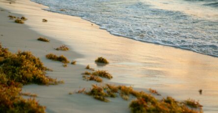Algues sur le littoral pour illustrer les sargasses en Guadeloupe