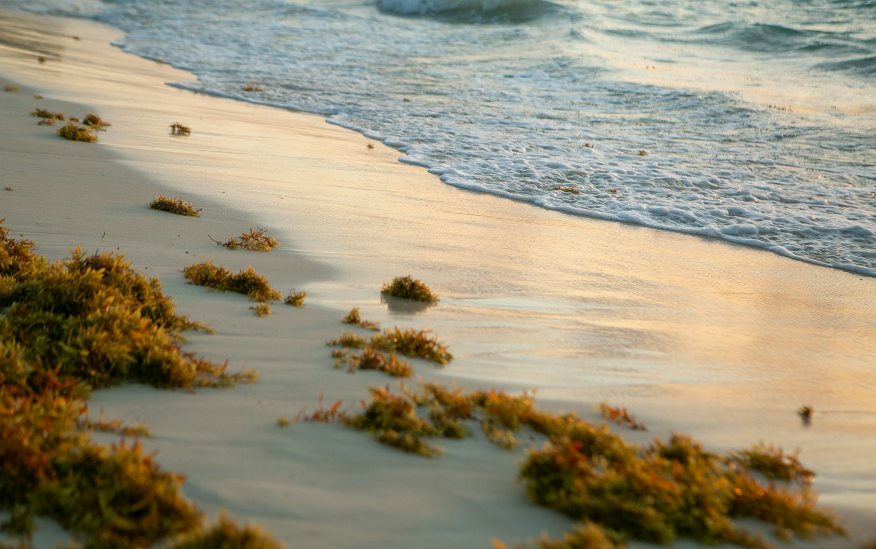 Algues sur le littoral pour illustrer les sargasses en Guadeloupe