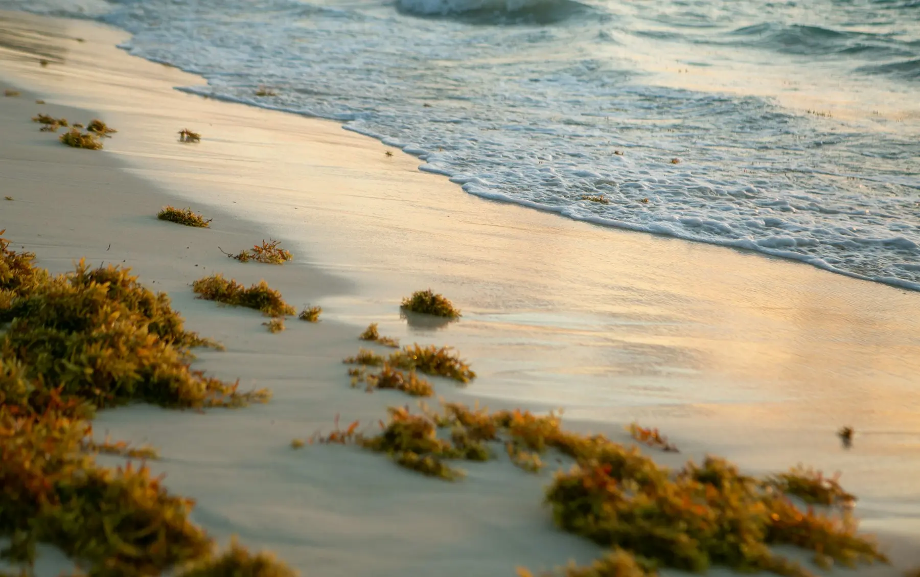 Algues sur le littoral pour illustrer les sargasses en Guadeloupe