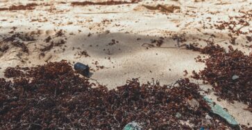 Littoral avec accumulation d’algues pour illustrer les sargasses en Martinique