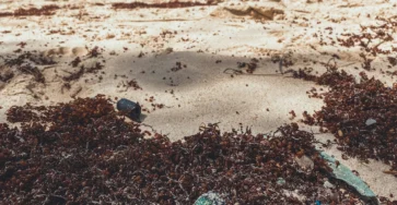 Littoral avec accumulation d’algues pour illustrer les sargasses en Martinique