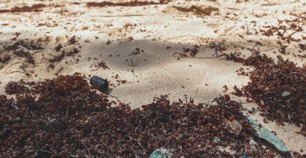 Littoral avec accumulation d’algues pour illustrer les sargasses en Martinique