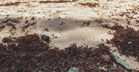 Littoral avec accumulation d’algues pour illustrer les sargasses en Martinique