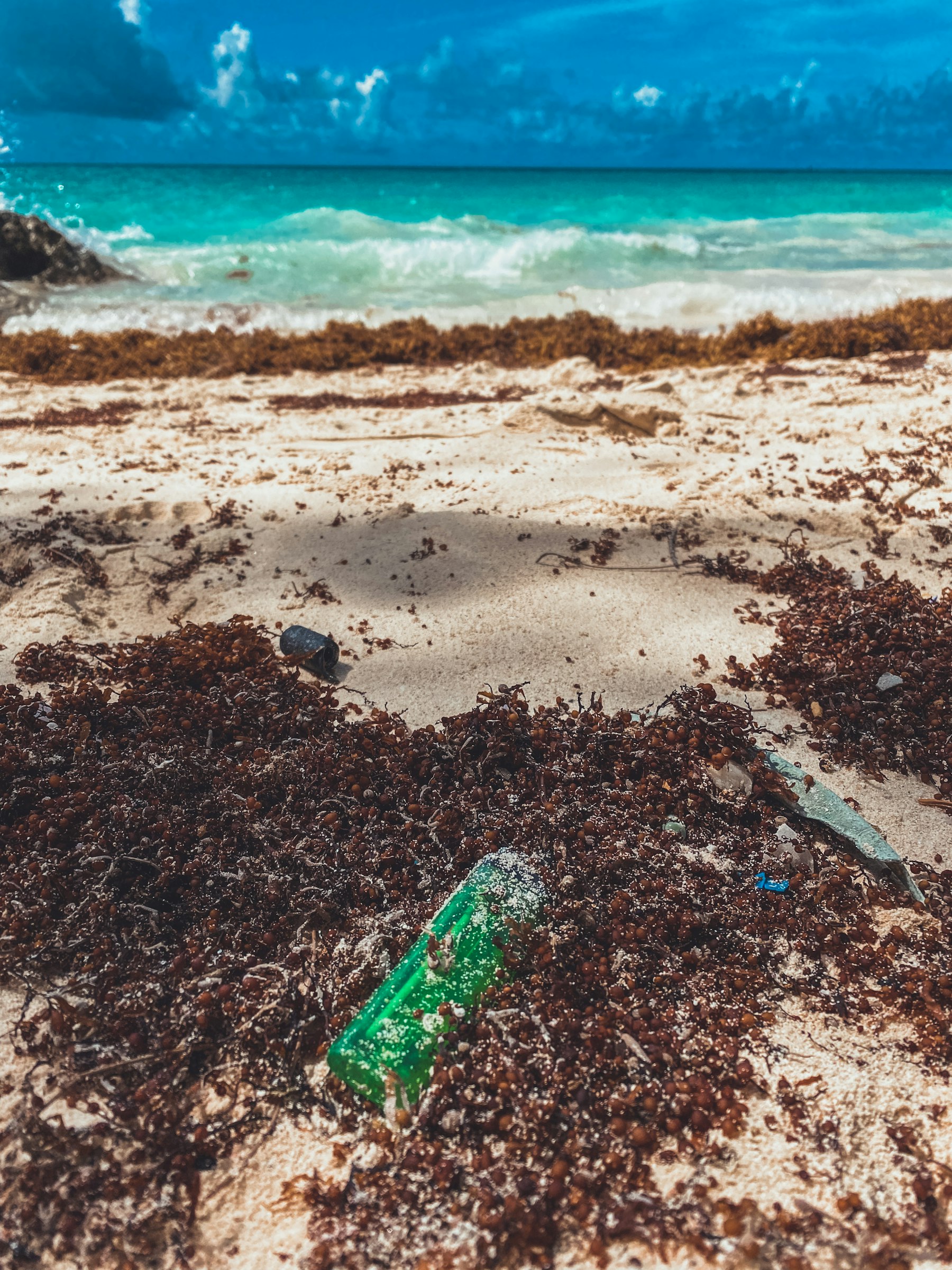Littoral avec accumulation d’algues pour illustrer les sargasses en Martinique
