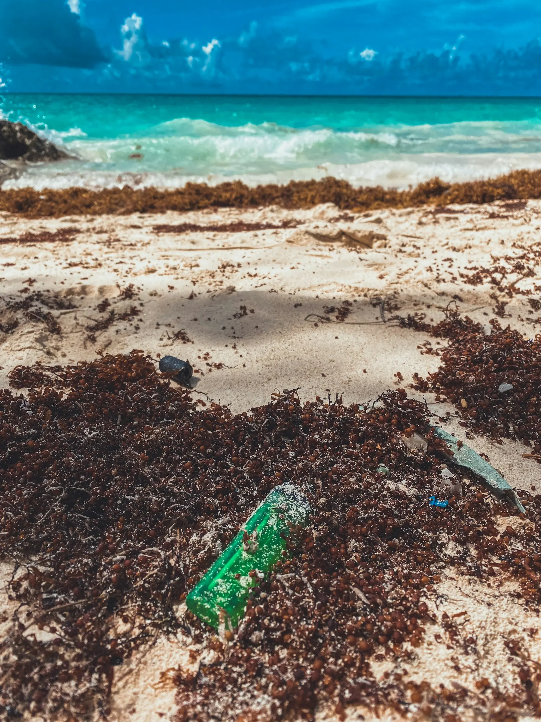 Littoral avec accumulation d’algues pour illustrer les sargasses en Martinique