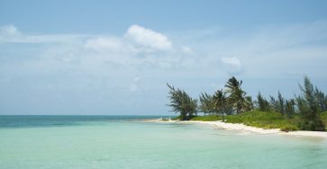 green palm tree on white sand beach during daytime