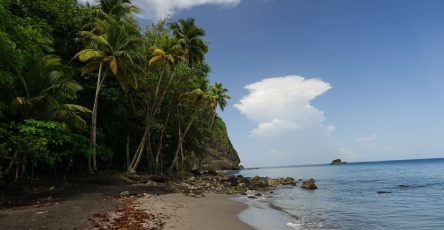 A sandy beach next to the ocean with palm trees